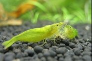 green shrimp 